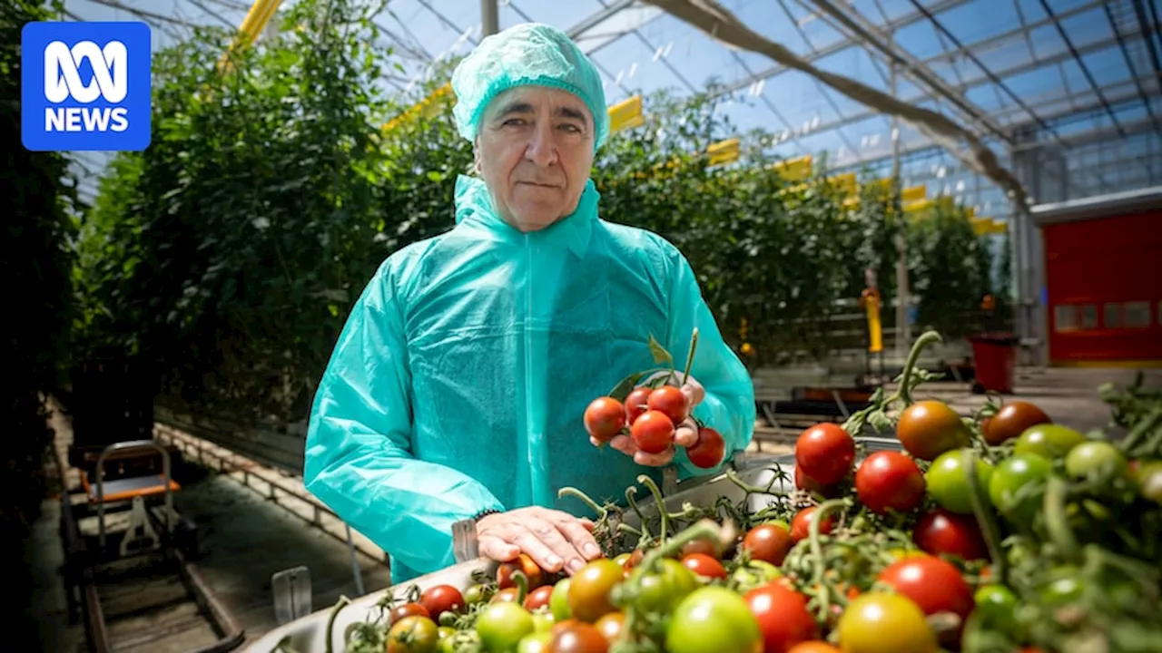 Tomato brown rugose virus is infecting Australian crops but farmers who are losing millions say the disease has no health impacts