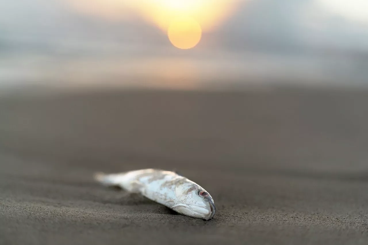 Var. Une cinquantaine de poissons argentés retrouvés morts sur la plage : le phénomène inquiète les éleveurs