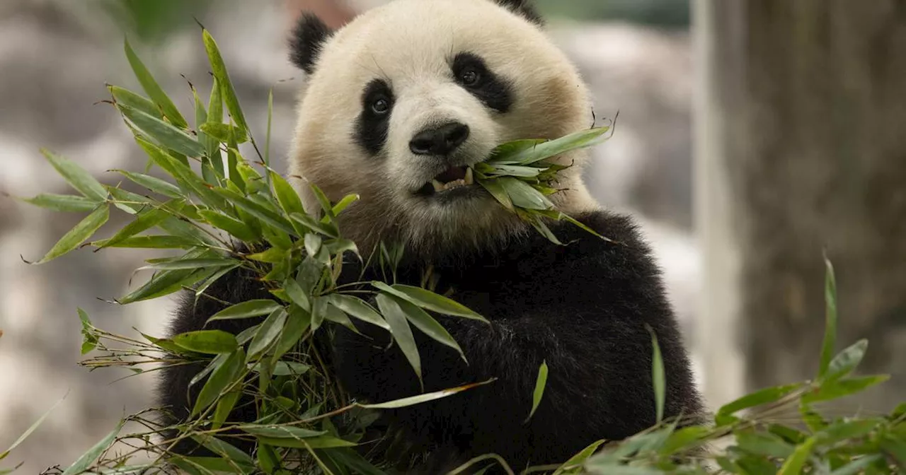 Two giant pandas on their way from China to D.C.’s National Zoo