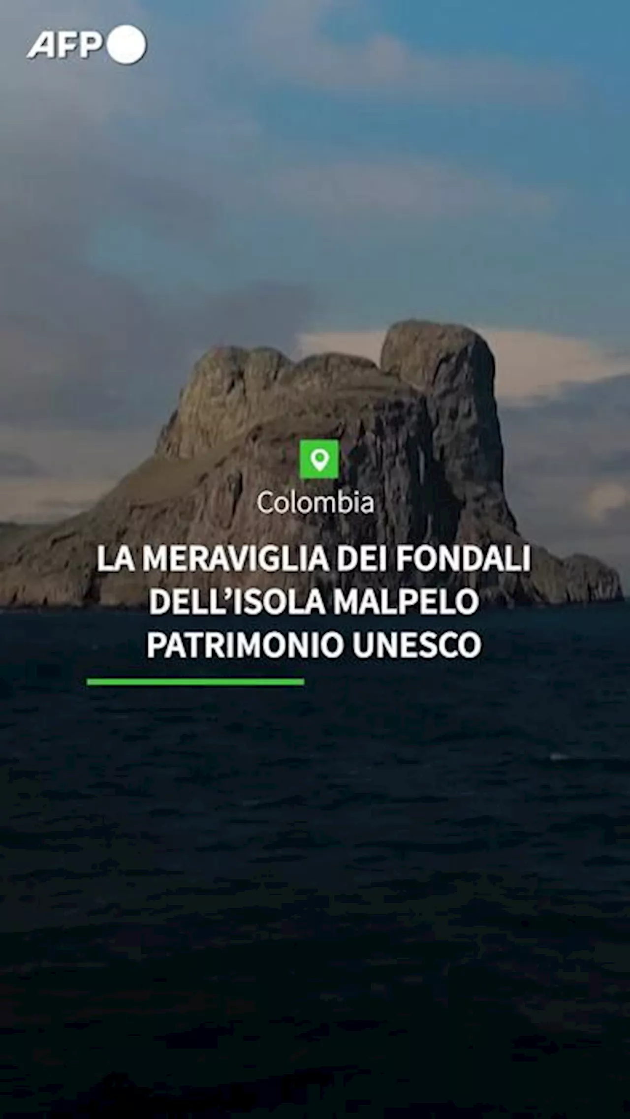 Le meraviglie dei fondali dell'Isola Malpelo