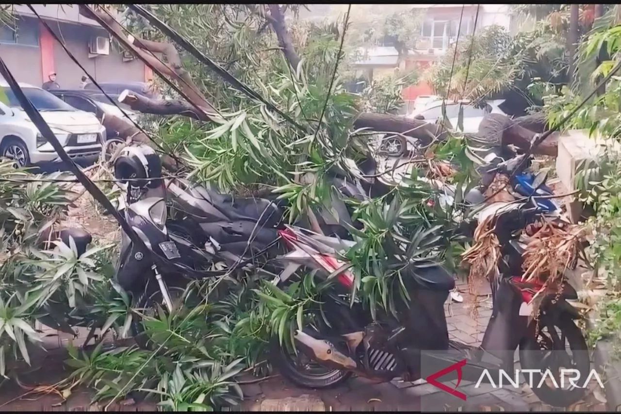 Pohon tumbang timpa 10 motor dan empat mobil di Pondok Kelapa