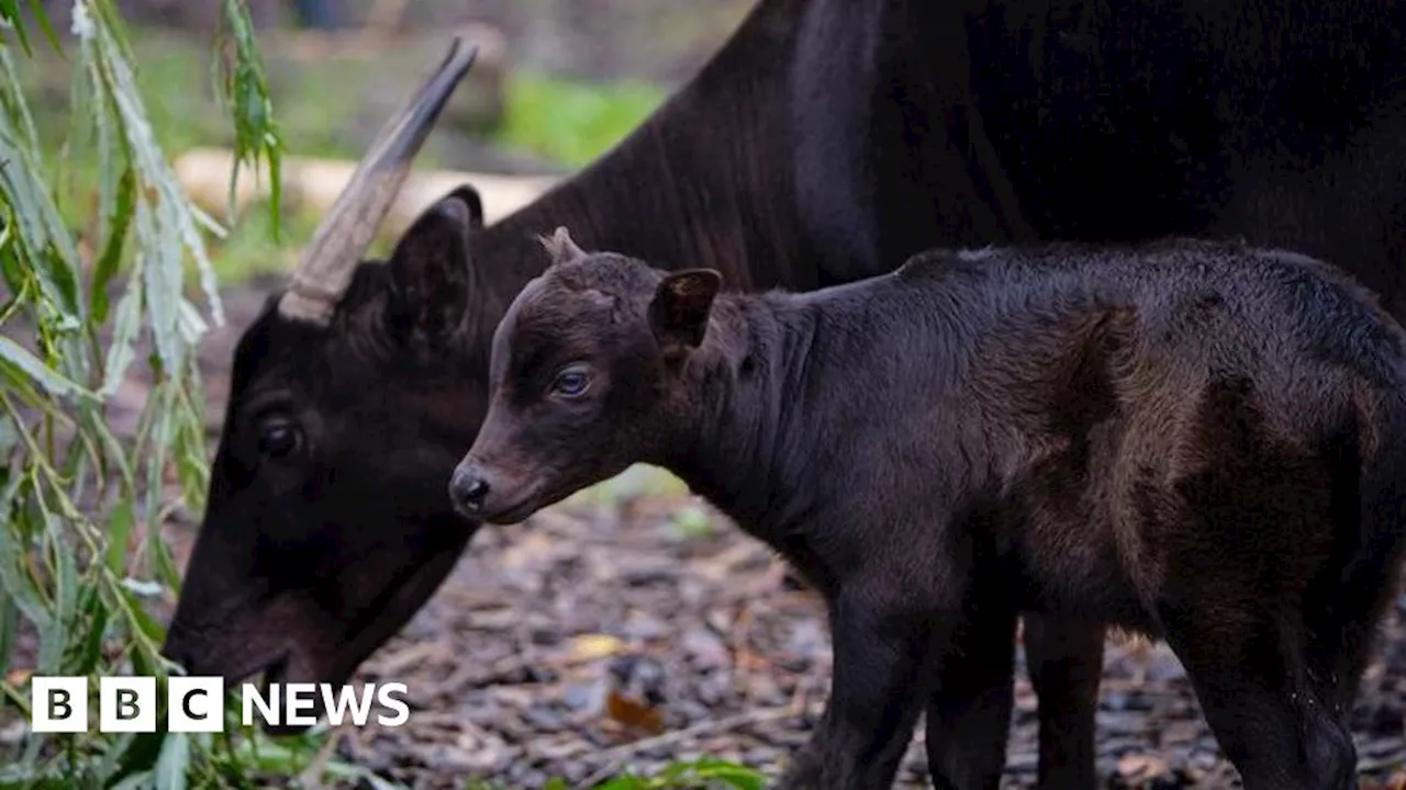 Chester Zoo captures footage of rare anoa calf birth