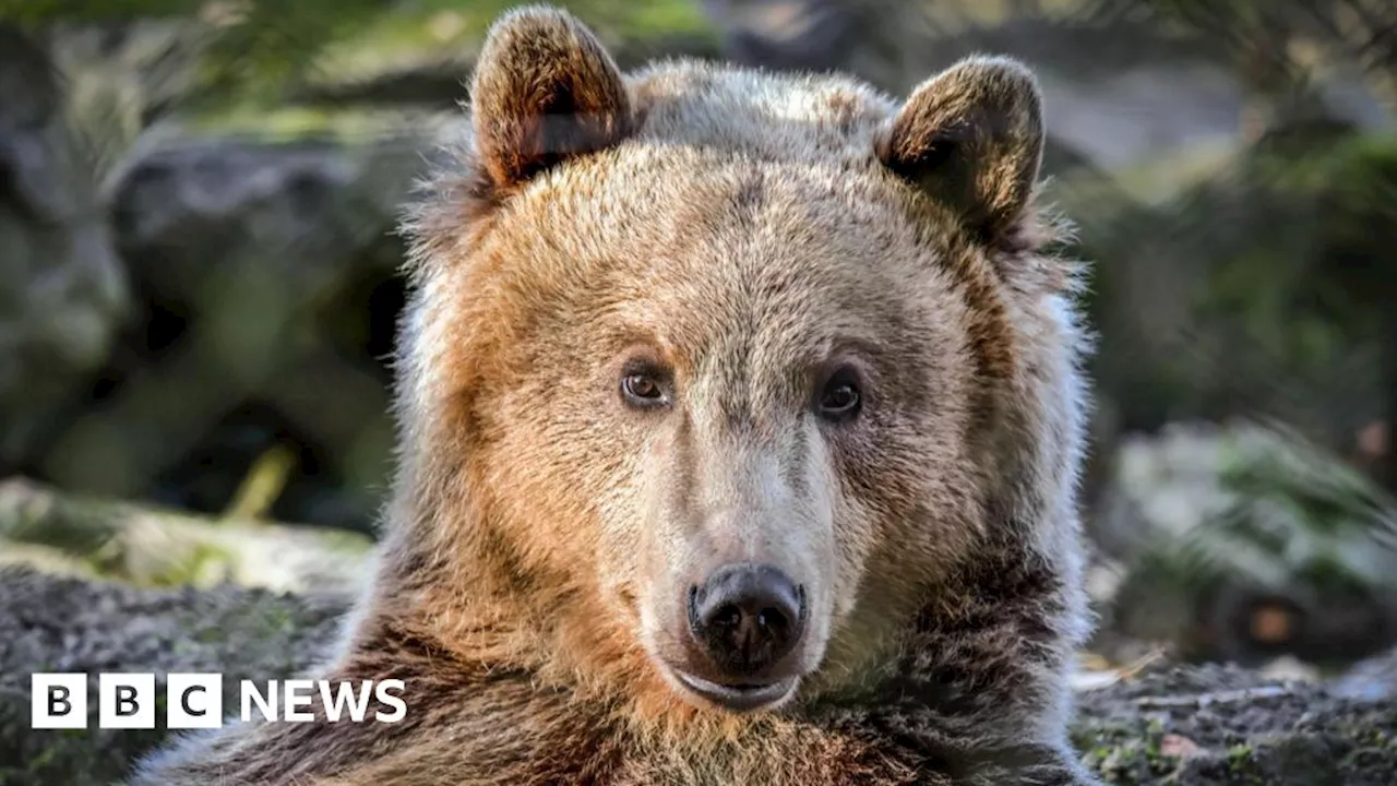 Kent: Brown bear recovering 'remarkably well' after brain surgery