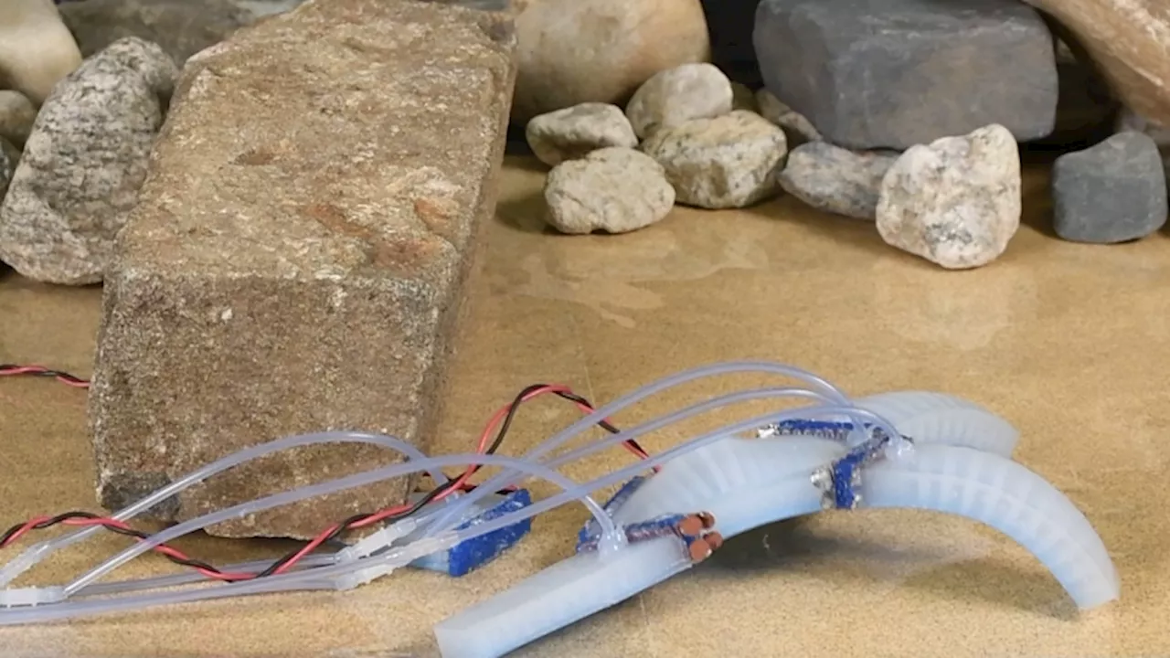 This gecko-inspired robot amputates its own limbs to survive