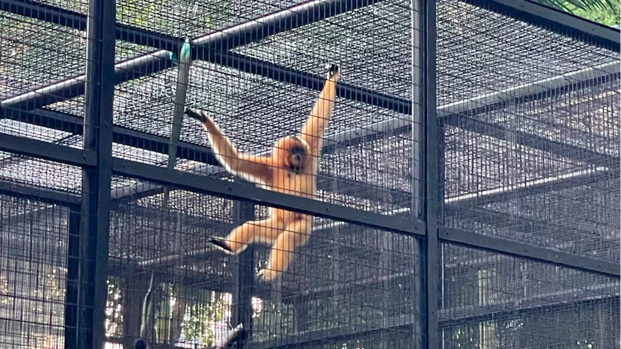 A Hong Kong Zoo Seeks Answers After 9 Monkeys Die In 2 Days | Canada