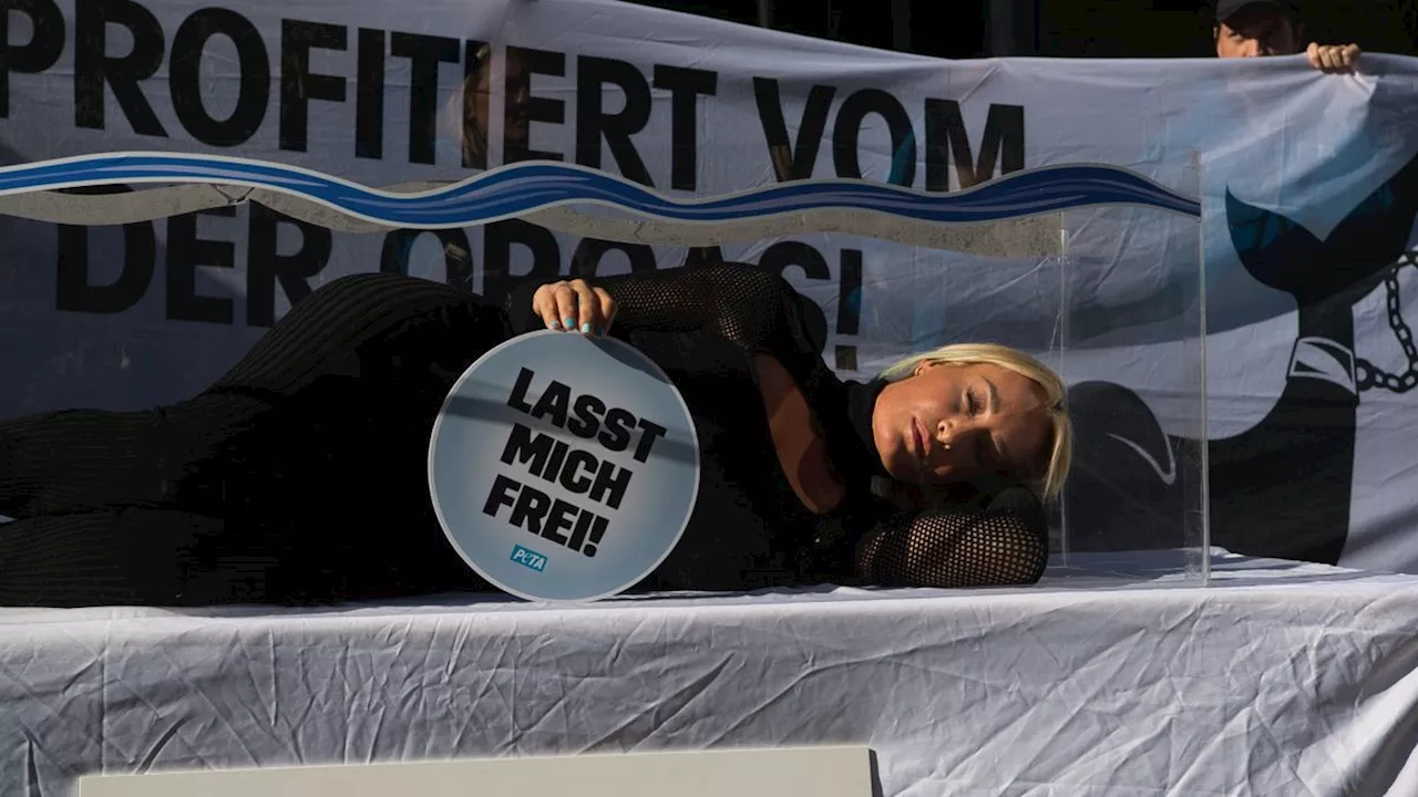 Protestaktion in Berlin: Sarah Connor legt sich für glückliche Schwertwale in leeres Aquarium