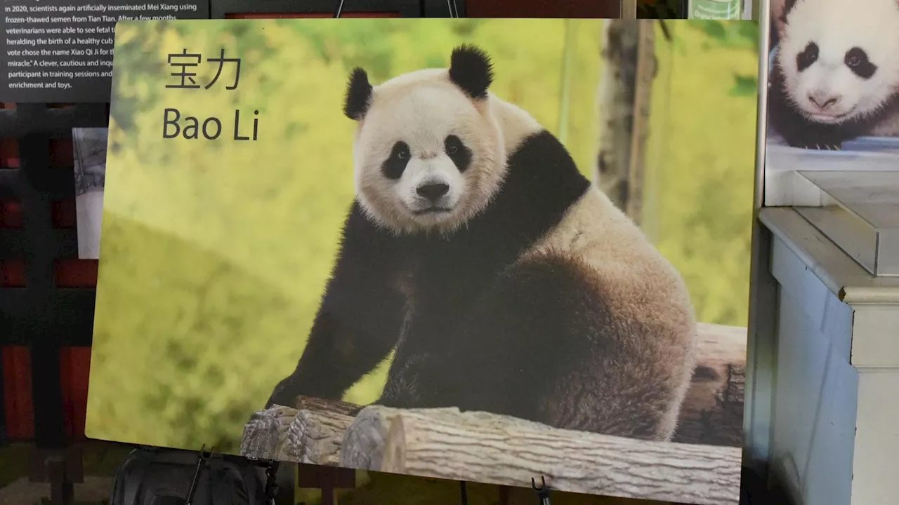 Two New Giant Pandas Are Arriving In Washington D.C. Today—Here’s What We Know