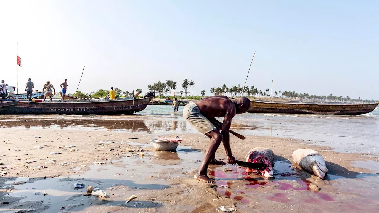 Understanding The Dynamics Of Shark Fishing Along Ghana