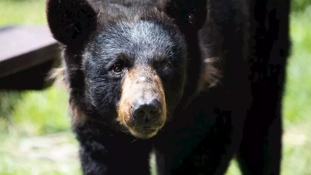 Controversial black bear hunting season begins in NJ as population