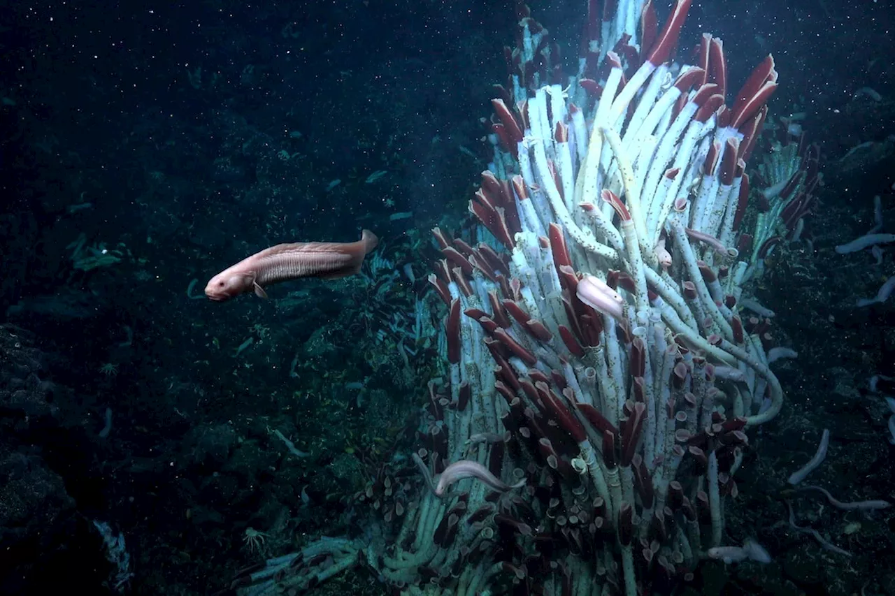 Tubeworms, snails and other weird creatures found thriving under Pacific Ocean seafloor