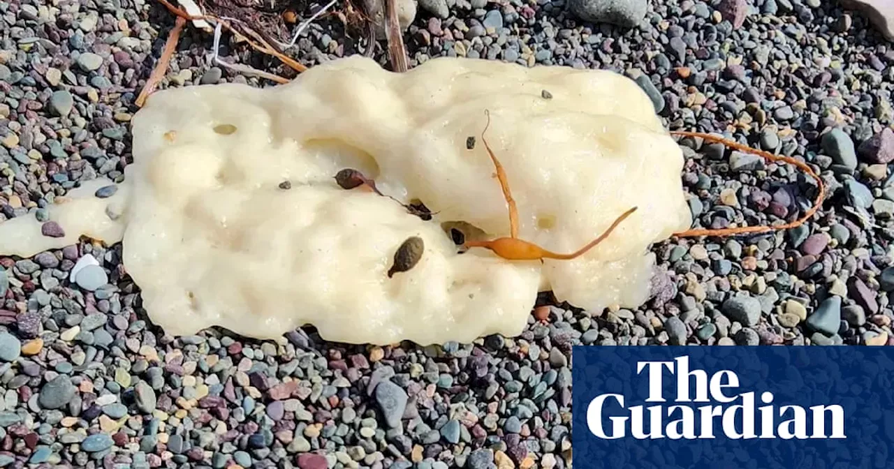 Mysterious gooey blobs washed up on Canada beaches baffle experts