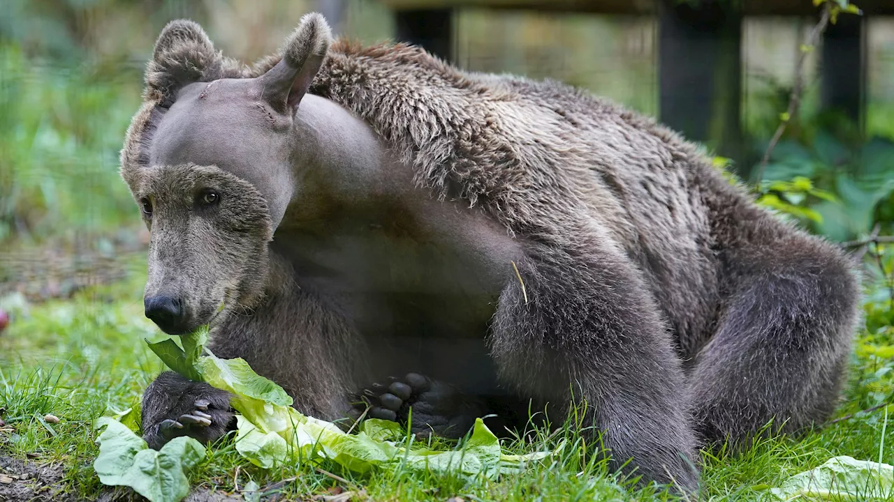  Deshalb hat Braunbär 'Boki' die merkwürdigste Frisur