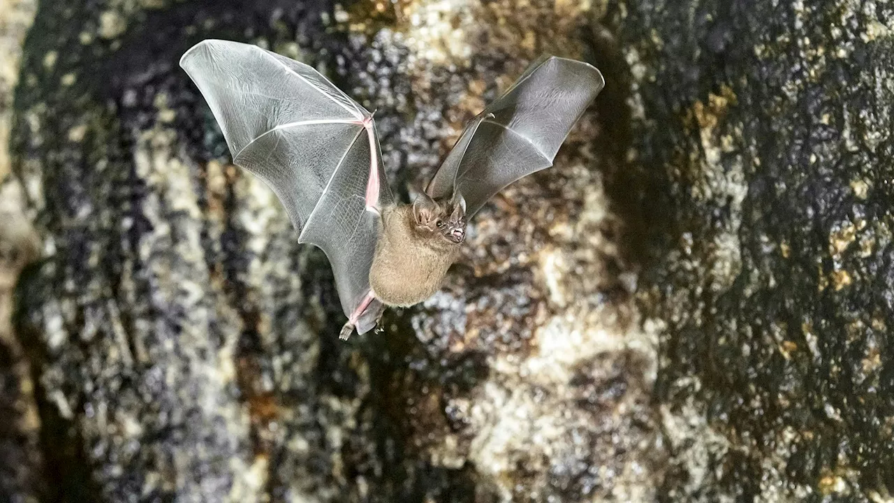  Fledermäuse in Schönbrunn an Schlangen verfüttert