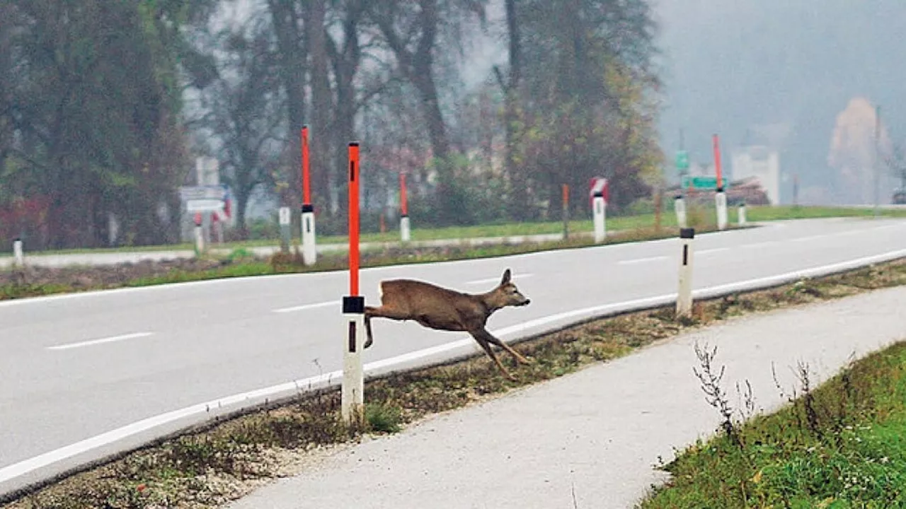 Schockierende, neue Zahlen - Klimakrise vergrößert Gefahr von Wildtier-Unfällen