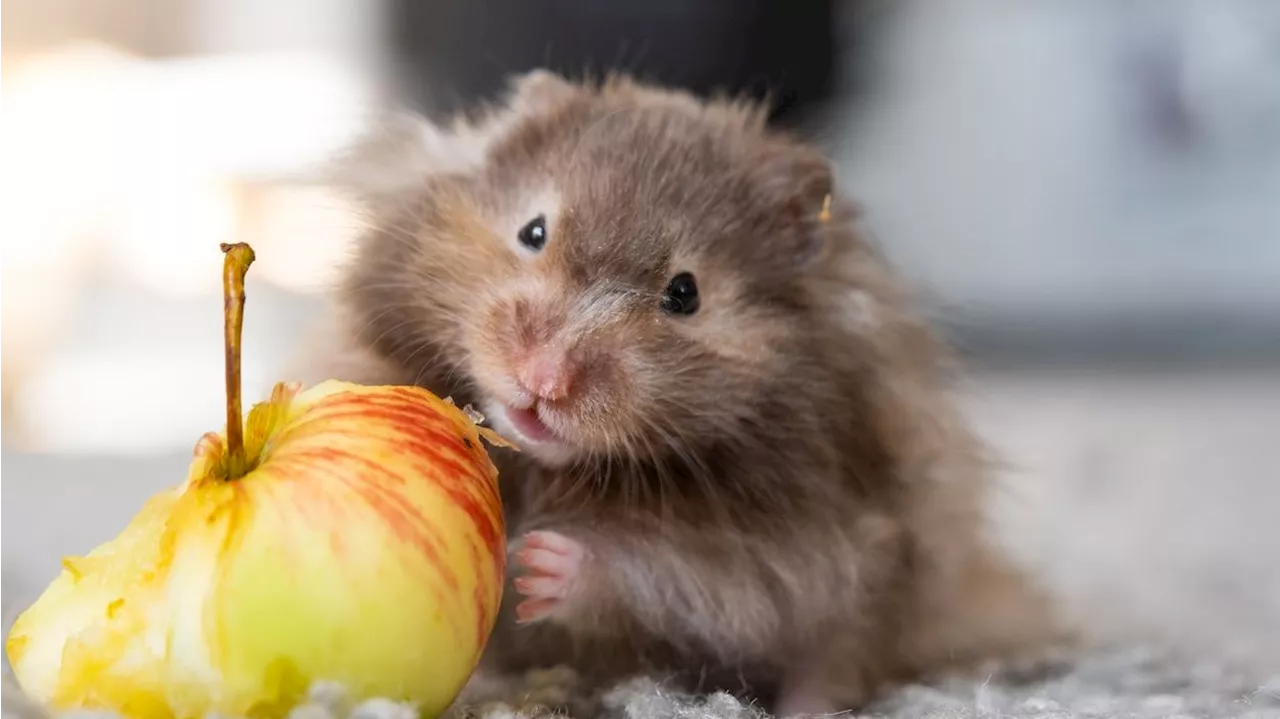  Zweifache Mutter stirbt durch Hamster der Kinder