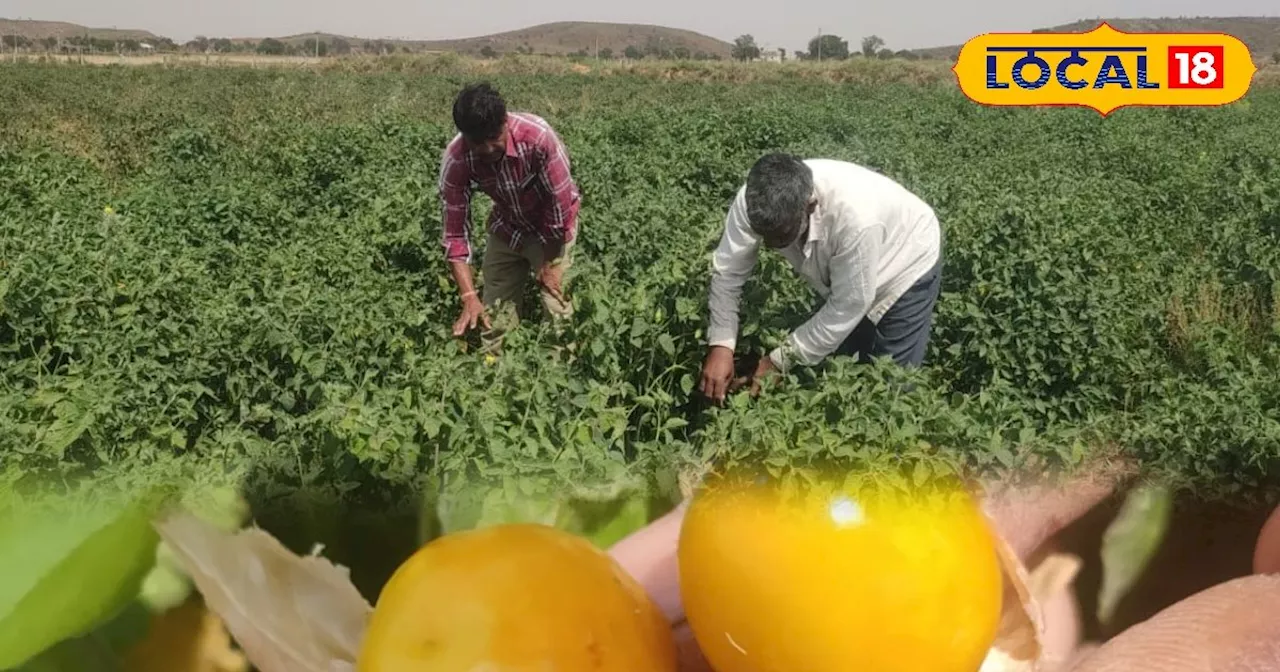 नार्मल खेती से नहीं चल रहा था खर्च, तो इन किसानों ने लगा दिया रूस-अमेरिका में उगने वाला ये फल, अब चमक गई कि...