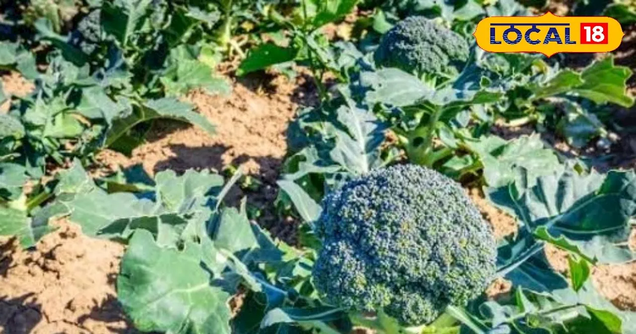 Broccoli Farming: इस ट्रिक से मैदान पर मिलेगी पहाड़ वाली पैदावार, एक एकड़ में 80 क्विंटल ब्रोकली