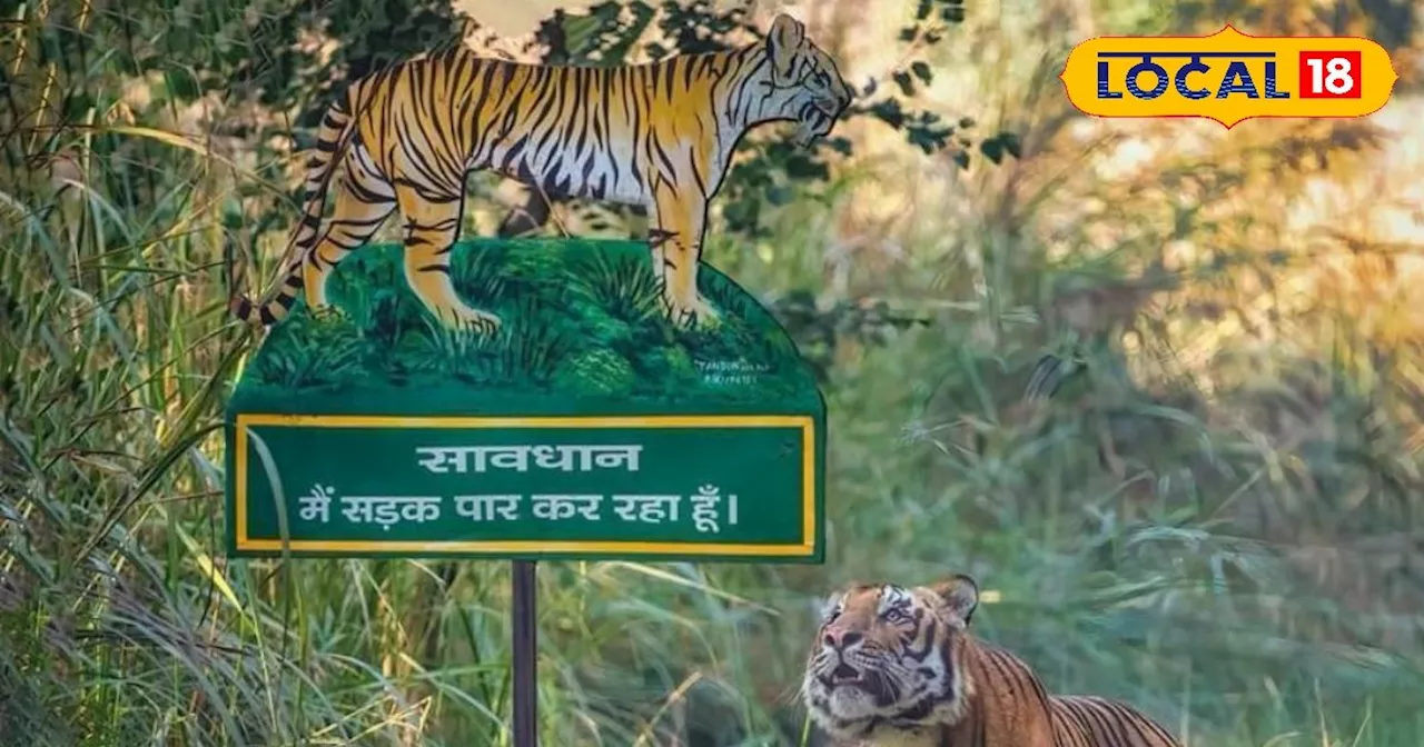 Pilibhit Tiger Reserve : खत्म हुआ पर्यटकों का इंतजार! इस तारीख से कर सकेंगे PTR में टाइगर का दीदार