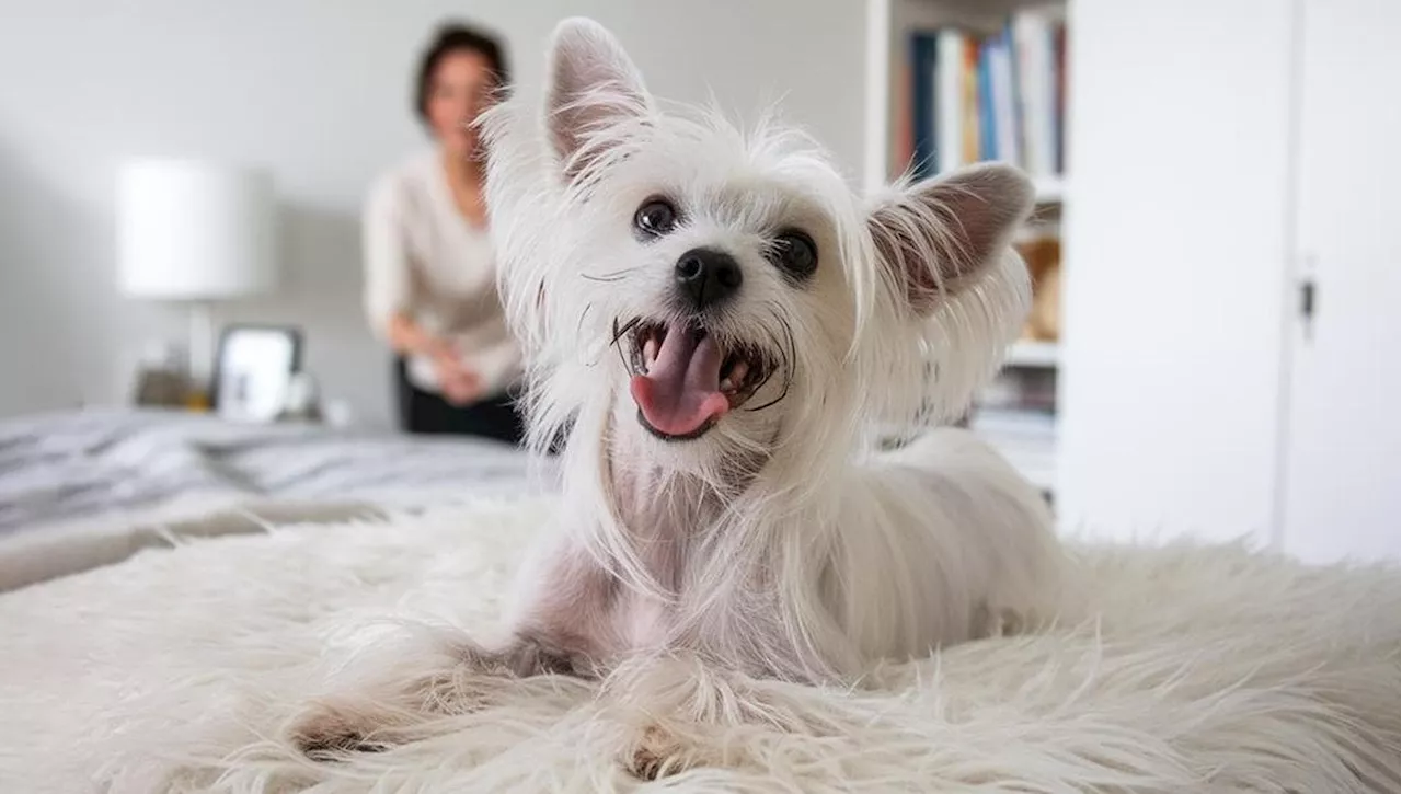 Pedra che ride. Acquistato come cane di razza e cestinato perché meticcio, ma con Clelia arriva il lieto fine