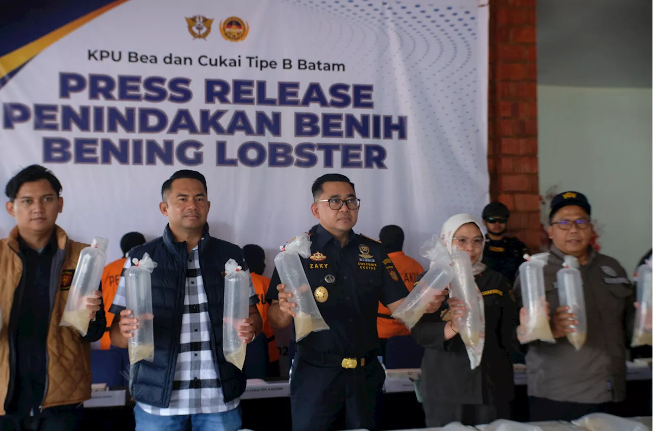 Bea Cukai Gagalkan Penyelundupan Ratusan Ribu Benih Lobster Tujuan Malaysia