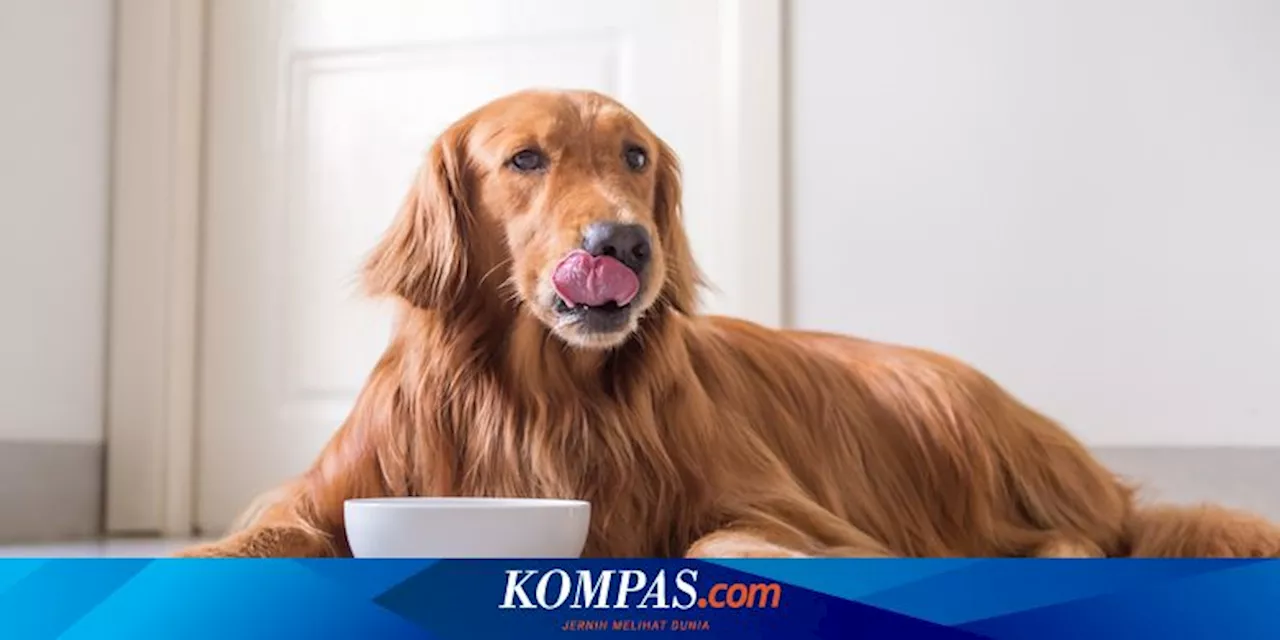 8 Makanan yang Tidak Boleh Dikonsumsi Anjing, Bisa Ancam Nyawa