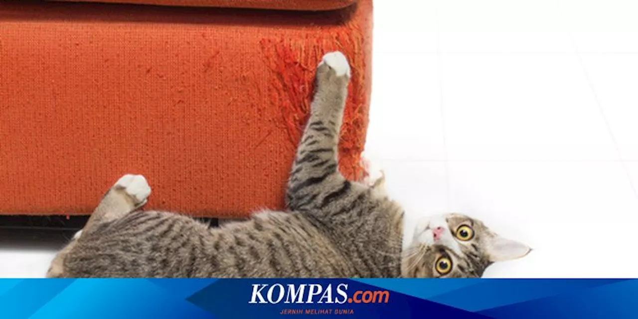 Cara Menghentikan Kucing Menggaruk Furnitur dan Karpet