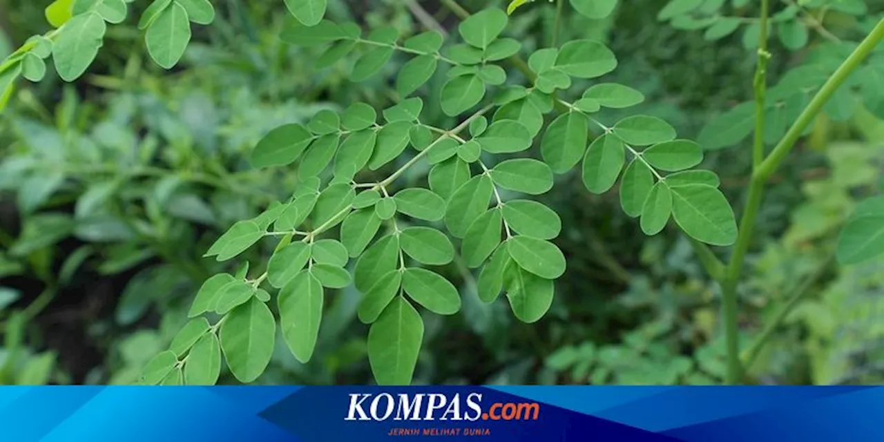 Daun Kelor Bisa Redakan Penyakit Apa Saja? Ini 7 Daftarnya