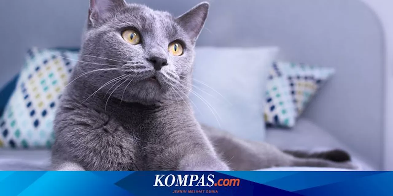 Ketahui, Ini Ragam Arti Kucing Mengeong dan Cara Mengatasinya