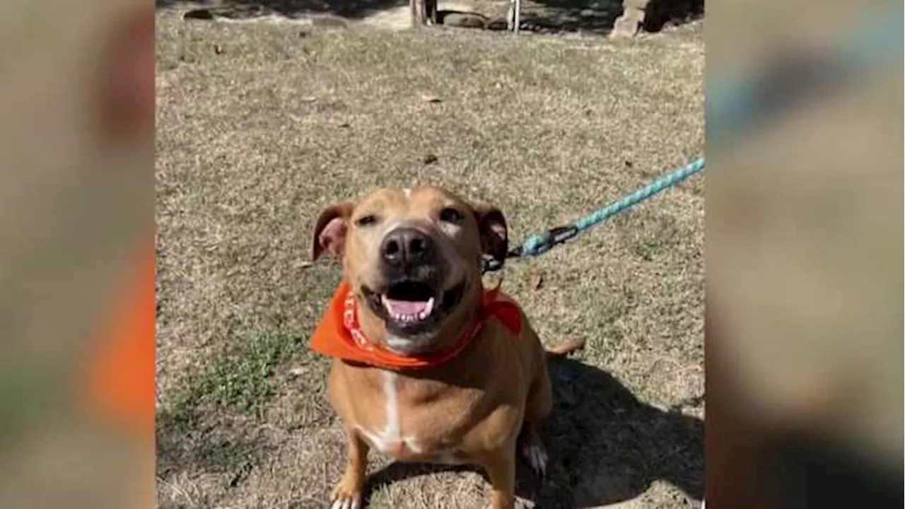 KPRC 2 Pet Project: Meet Betty Boop, the sweet pup patiently waiting for her furever family