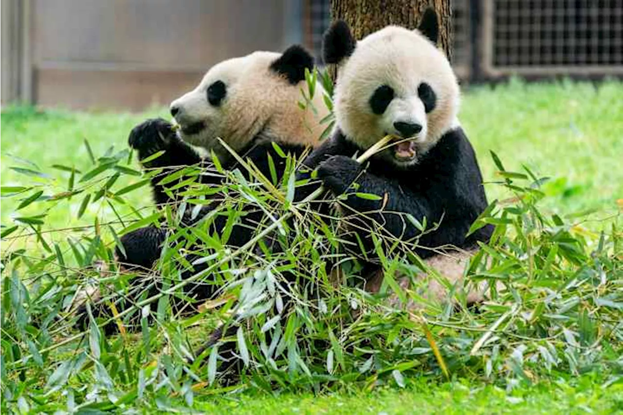 Get ready for panda-monium at this Washington DC zoo