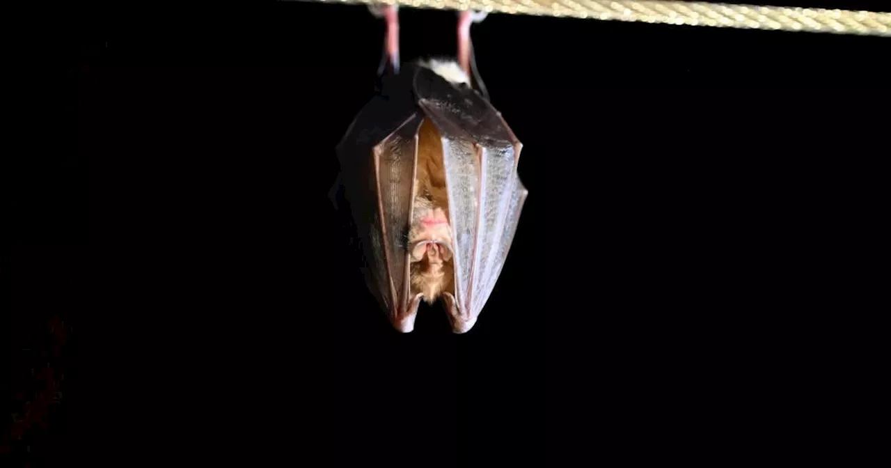 Fledermäuse aus dem Zoo Schönbrunn abgegeben und verfüttert