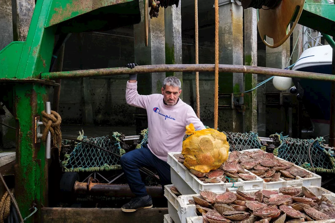 Coquilles Saint-Jacques : des stocks record dans la Manche grâce à la pêche régulée