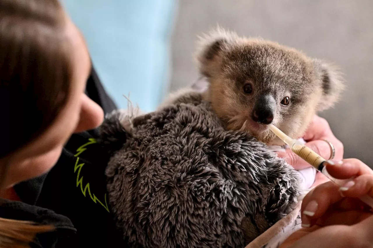 En Australie, les koalas menacés par la chlamydia et la circulation routière