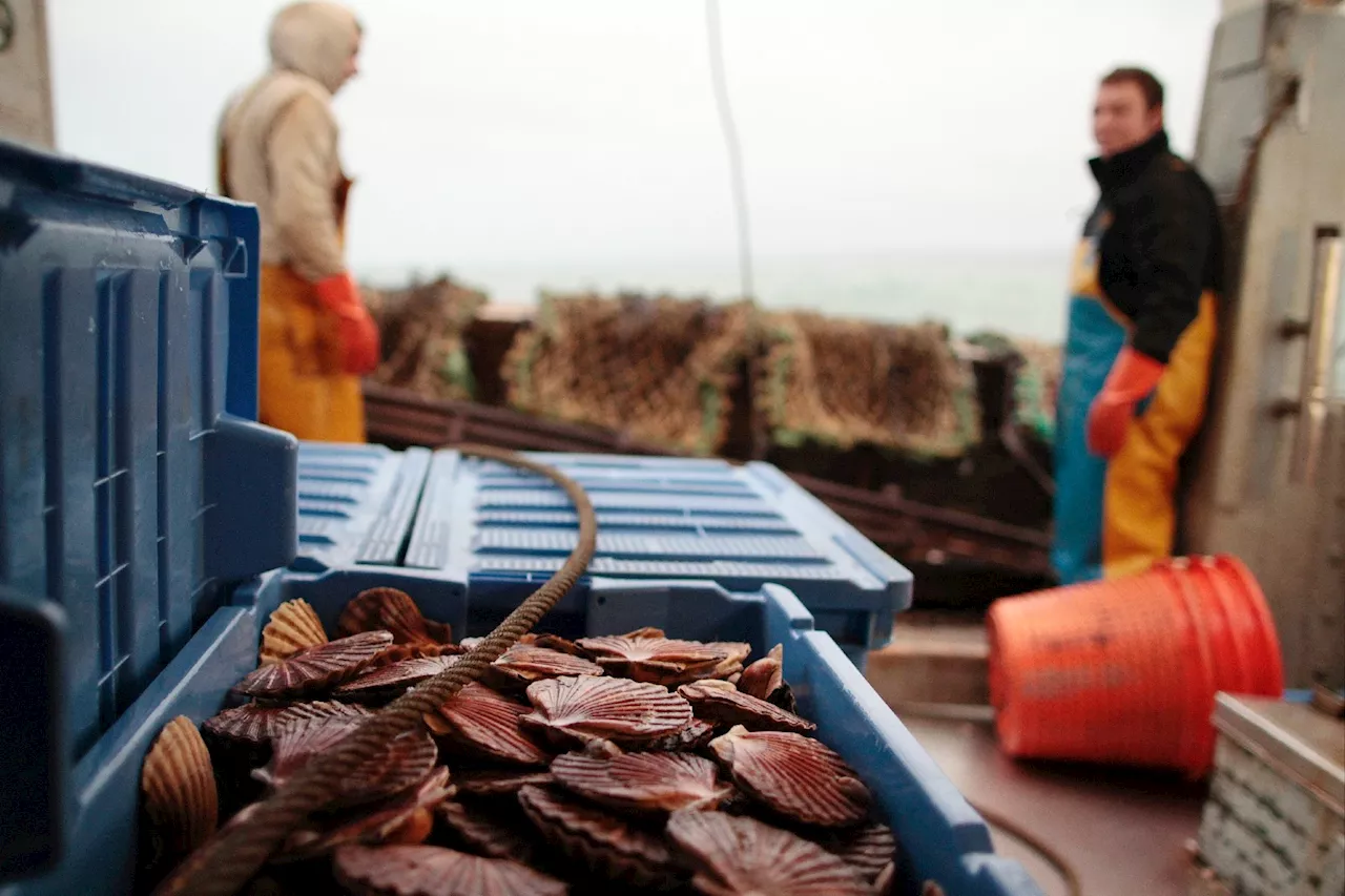 La coquille Saint-Jacques française bat de nouveaux records d'abondance