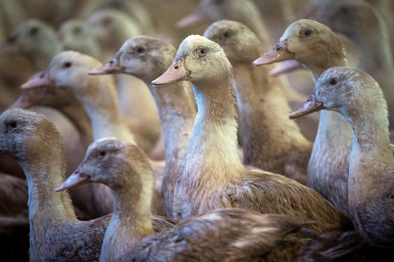 Le niveau de risque lié à la grippe aviaire relevé à 'modéré' en France