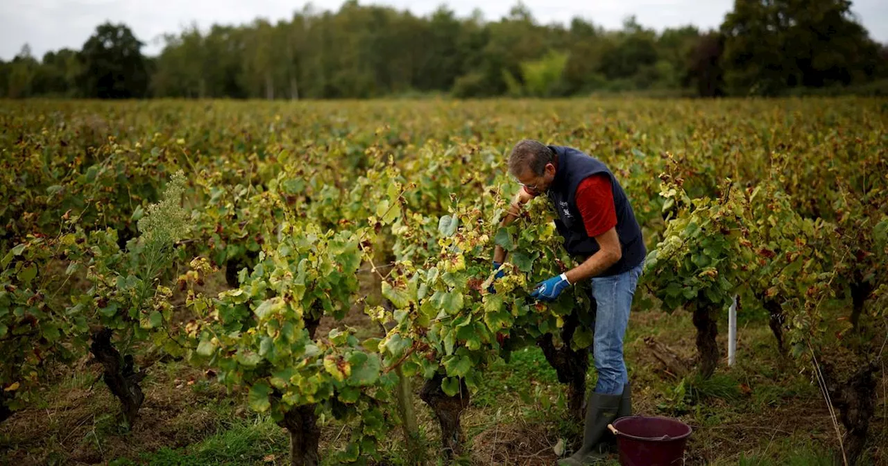 En Gironde, deux Marocains jugés pour traite d'êtres humains dans les vignobles