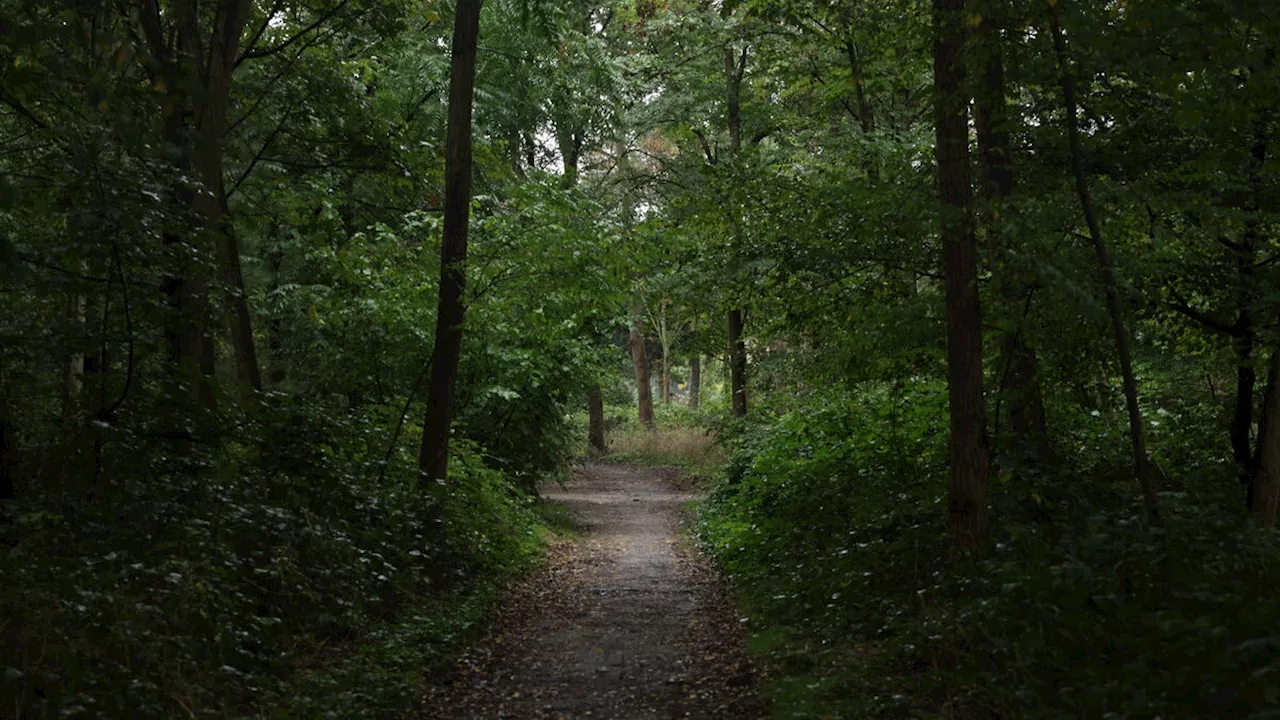 Paris : une joggeuse porte plainte pour une tentative de viol dans le Bois de Boulogne