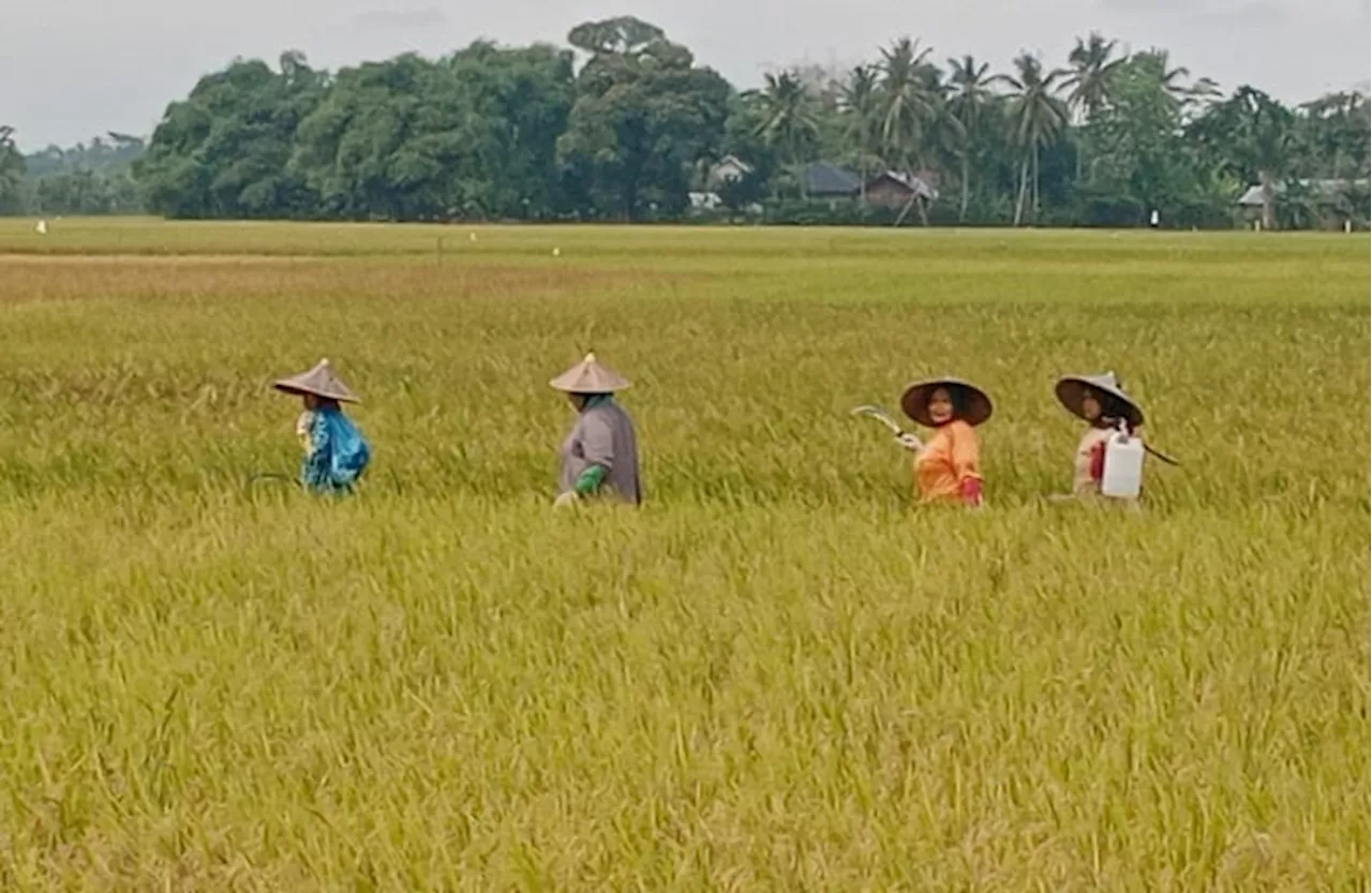 Memperingati Hari Perempuan Pedesaan Internasional Mengakui Peran dan Tantangan Perempuan Pedesaan