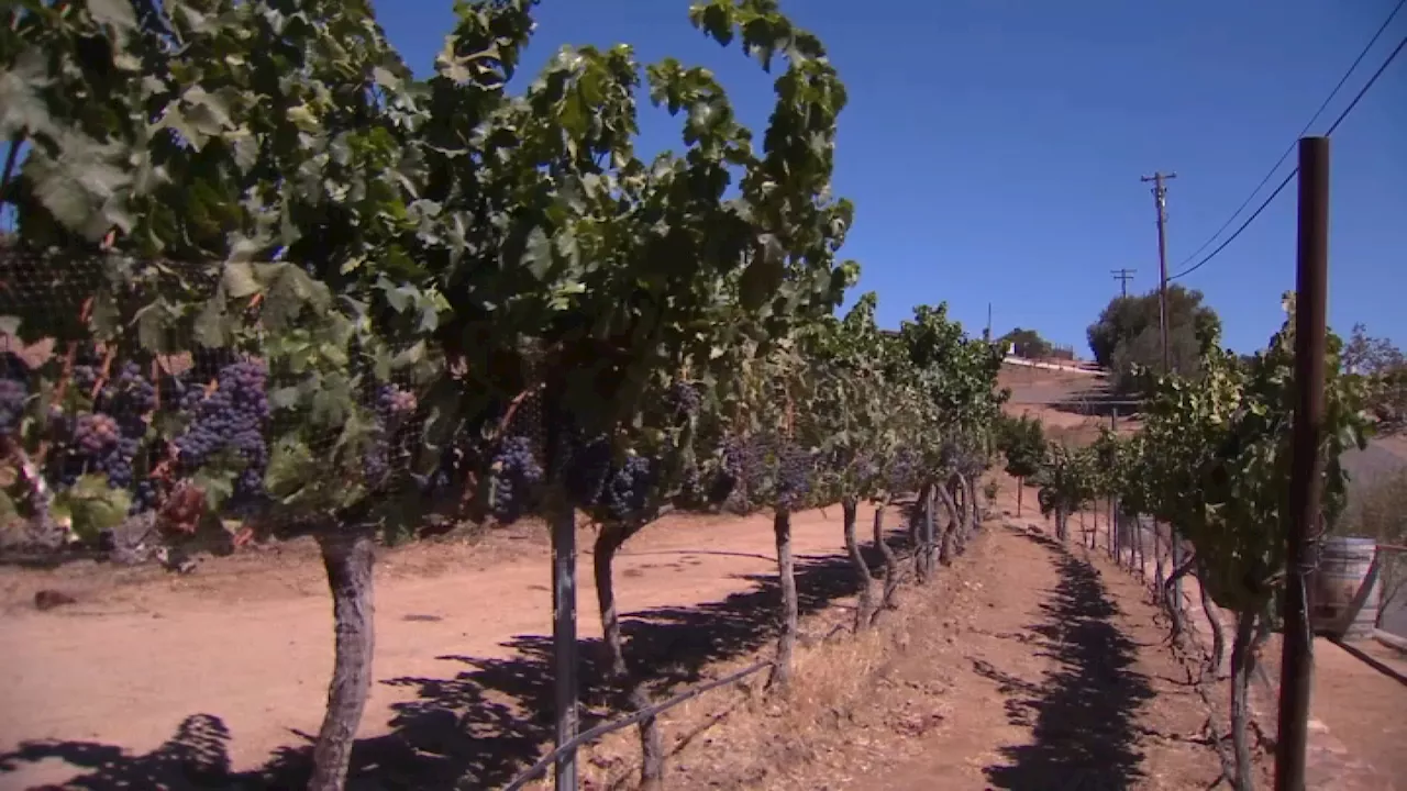 Vineyard owner fined $120K by Santa Clara County for providing free housing to his employee