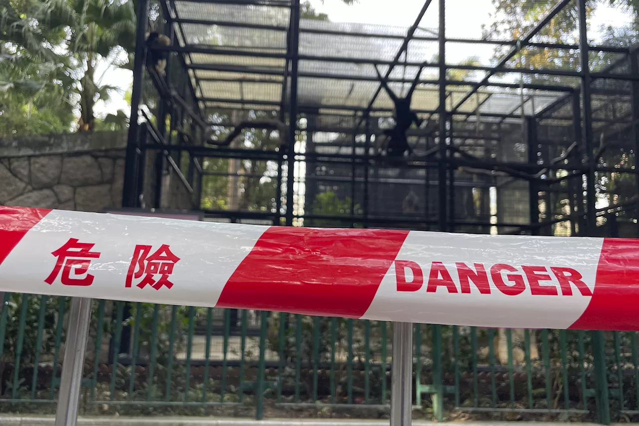 Hong Kong Zoo Investigates Deaths of 9 Monkeys in 2 Days