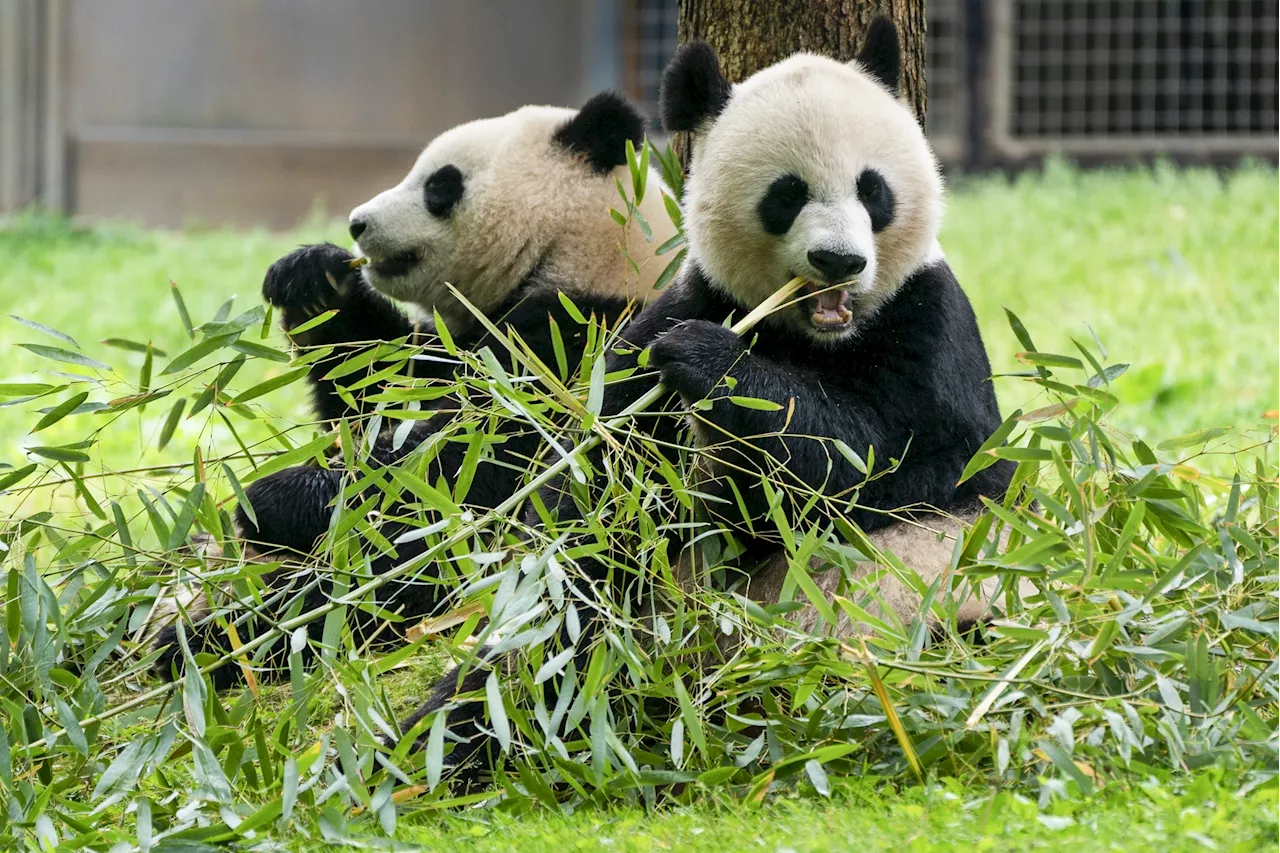 Panda Drought Ends: National Zoo Prepares to Welcome New Bears