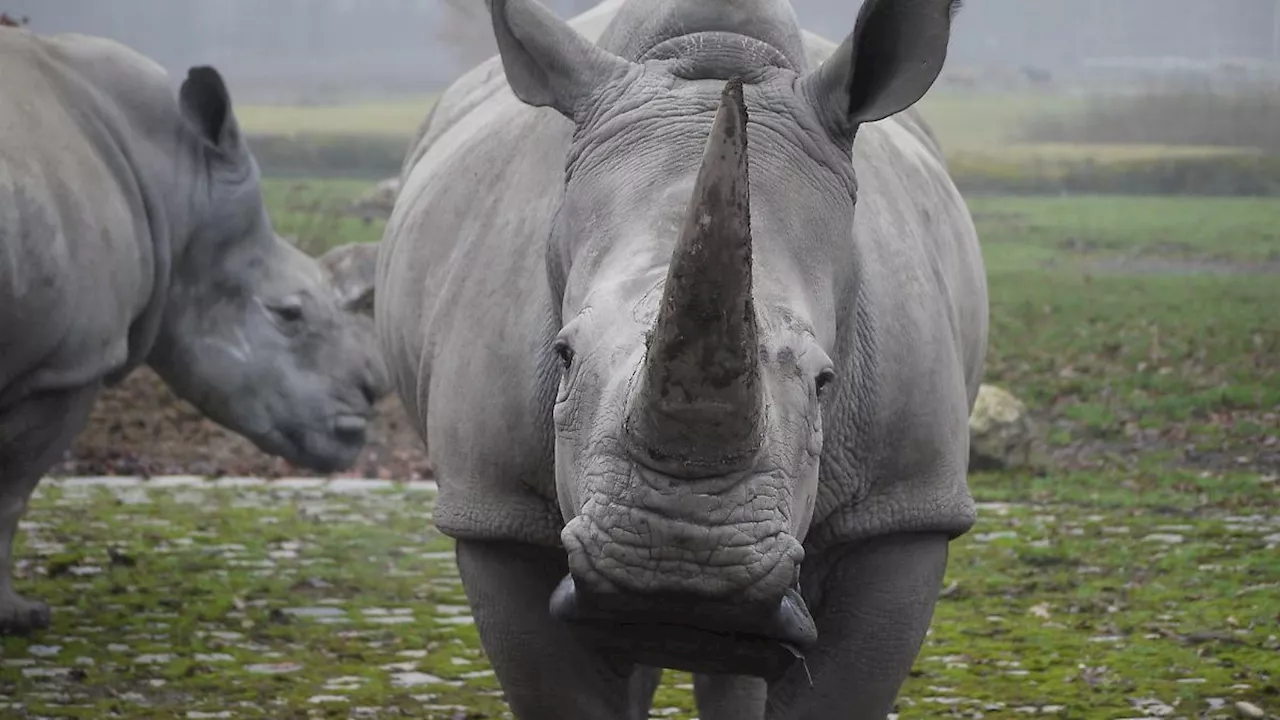 Bayern: Nashorn Kibibi nach Nierenversagen eingeschläfert