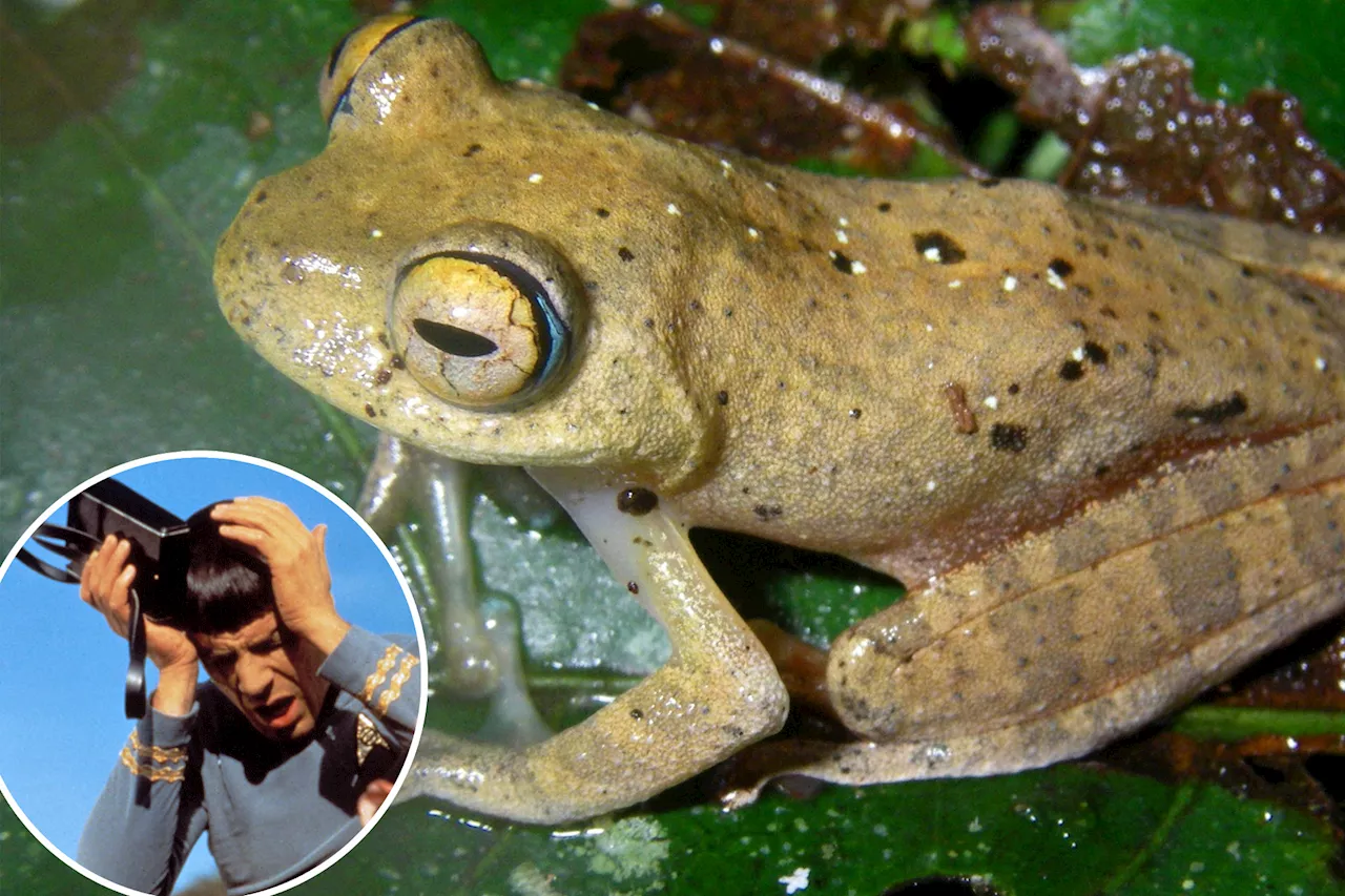 New frog species chirp like trippy 'Star Trek' sound effects — so they got names that fans will love