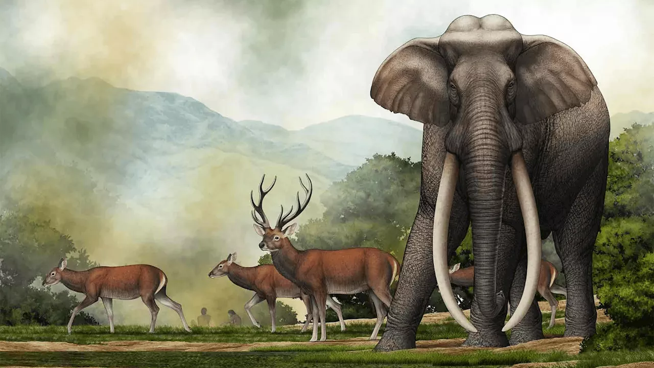 Mysterious elephant species uncovered with 87 prehistoric stone tools