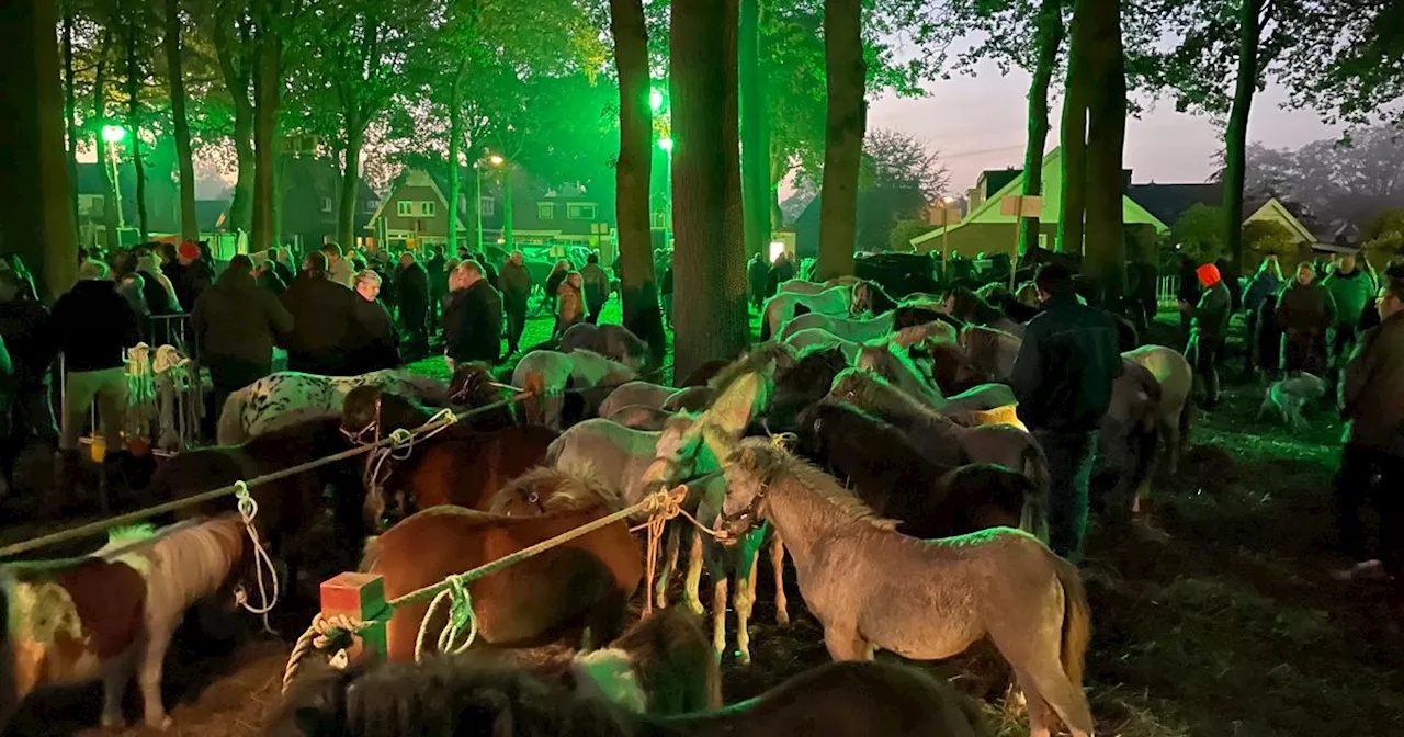 Zuidlaardermarkt: feestgangers dragen Zuidlaren over aan de paardenhandelaren