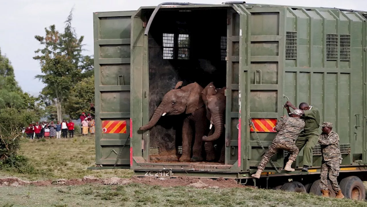 Kenya moves 50 elephants to larger reserve to ease overcrowding - SABC News