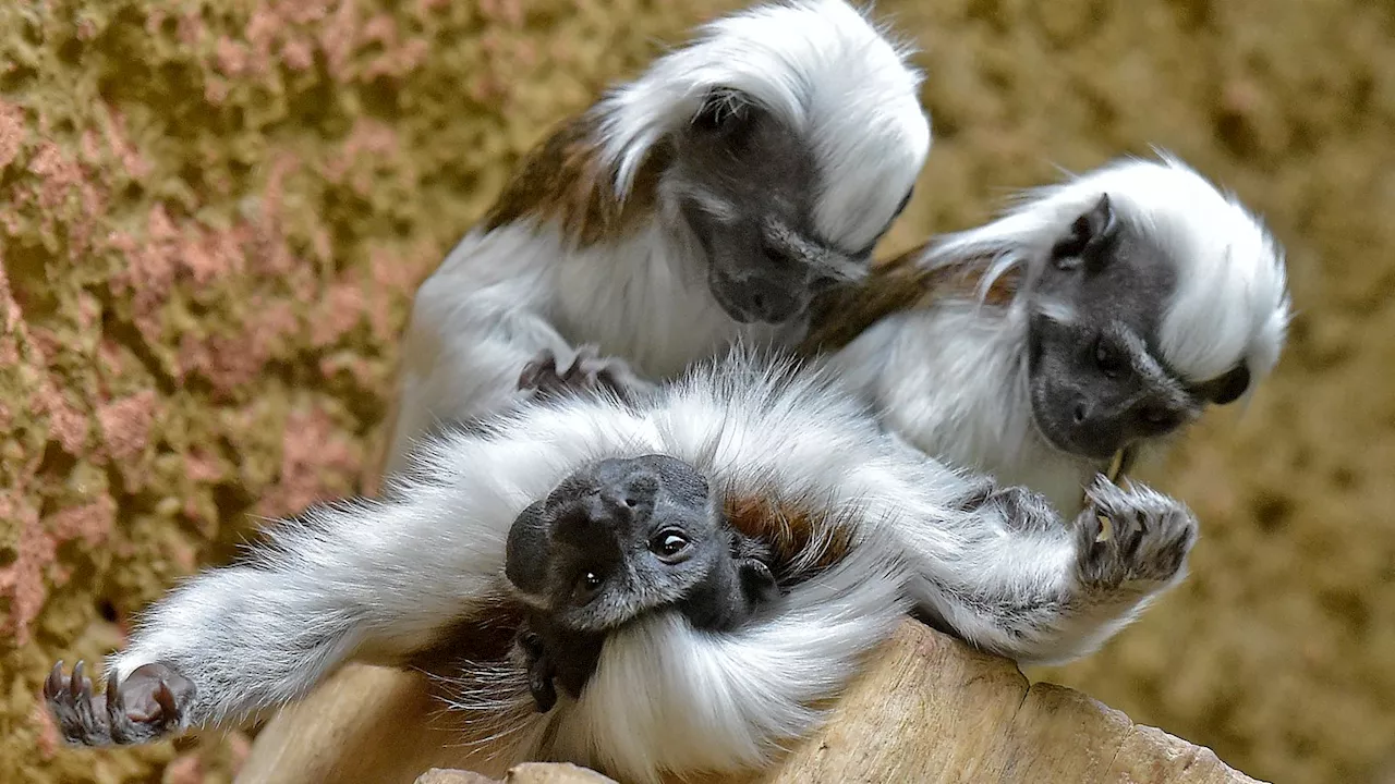 Hong Kong zoo investigating after nine monkeys die in two days