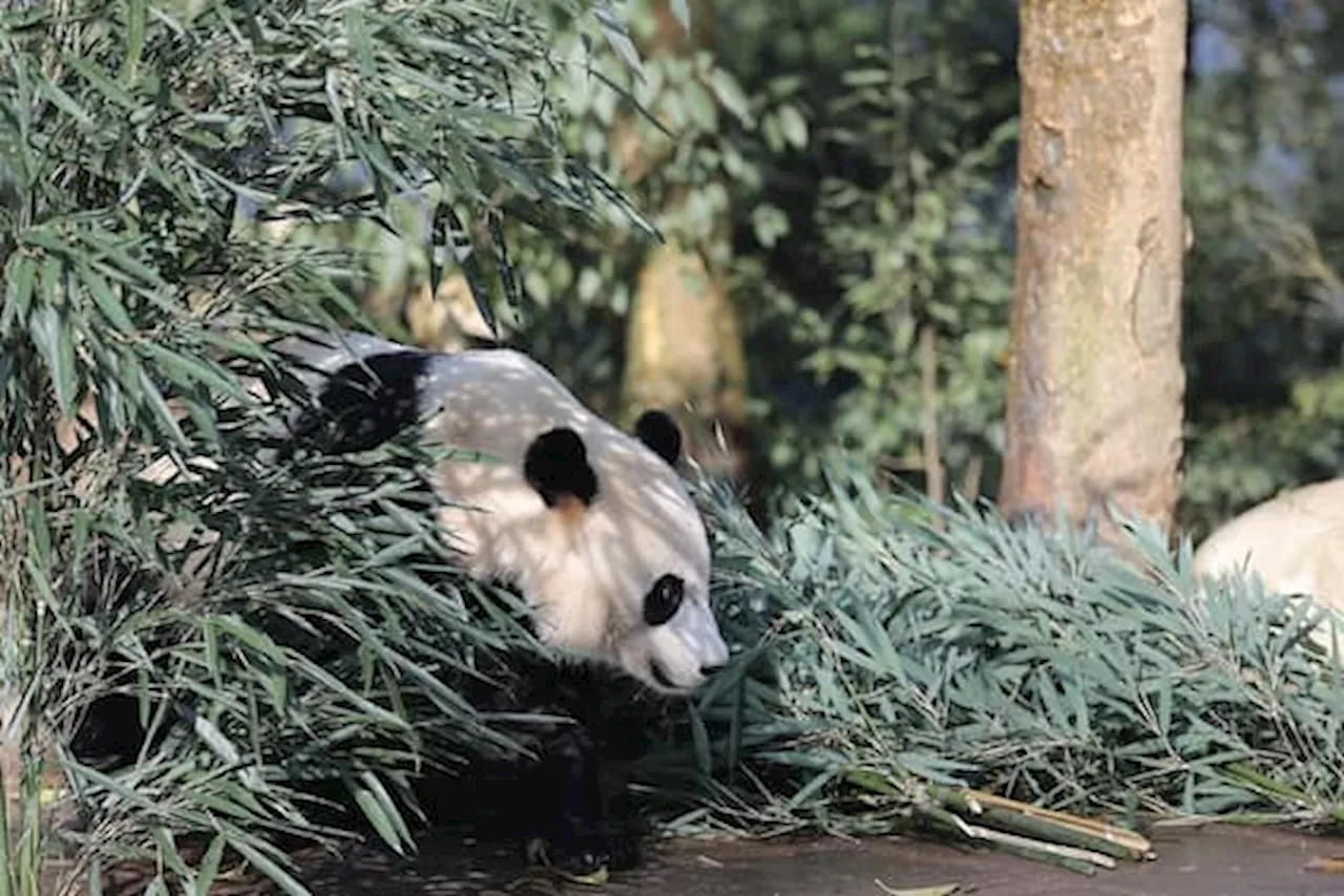 Washington, una coppia di panda giganti è in arrivo dalla Cina