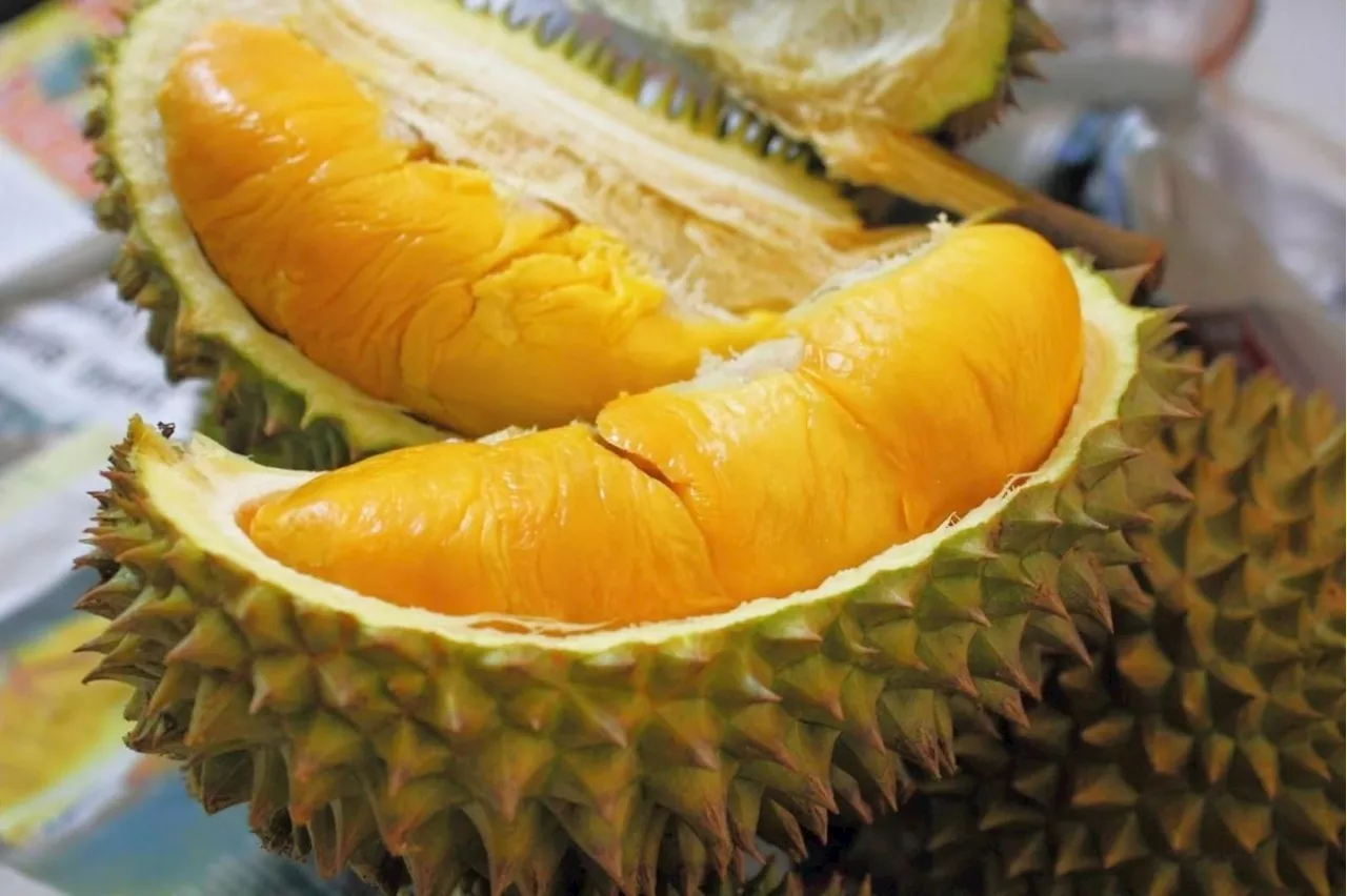 No harvest but a thorny con: China firm loses RM2.6mil in frozen durian scam