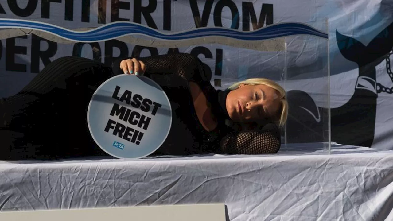 Protest in Berlin: Sarah Connor und Peta protestieren gegen Haltung von Orcas